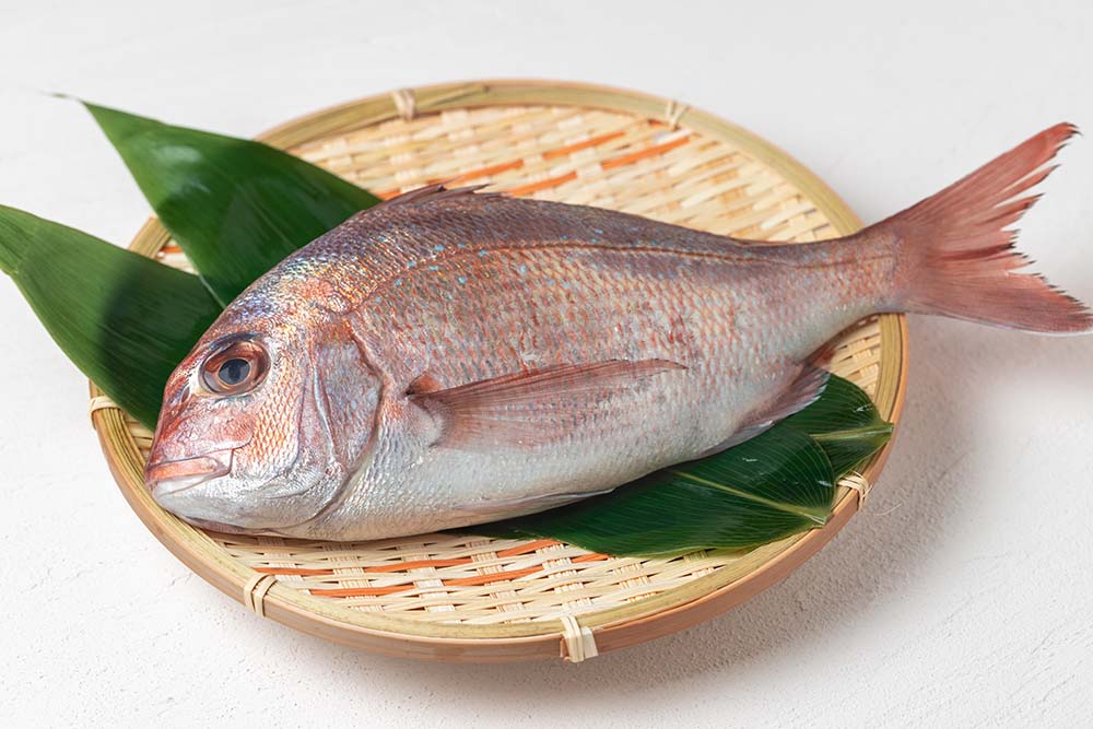 生姜真鯛